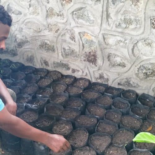 Home gardening project image 1