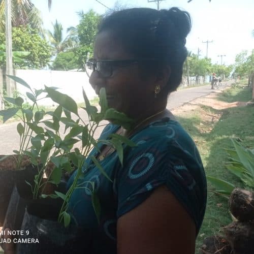 Home gardening project image 2