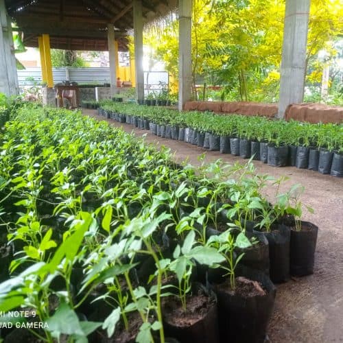 Home gardening project image 3