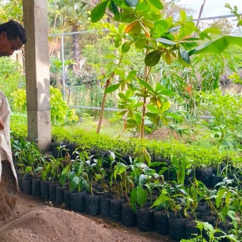 Home gardening project image 5