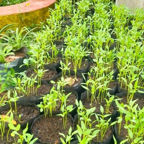 Home gardening project image 6